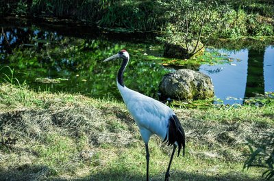 🦢 아칸 국제 두루미 센터 (아칸 코쿠사이 쓰루 센타 구루스) 이미지 2
